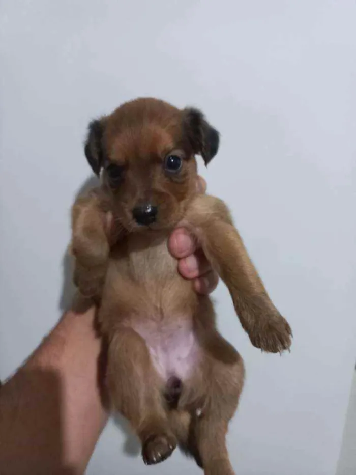 Cachorro ra a Vira lata  idade 2 a 6 meses nome Sem nome