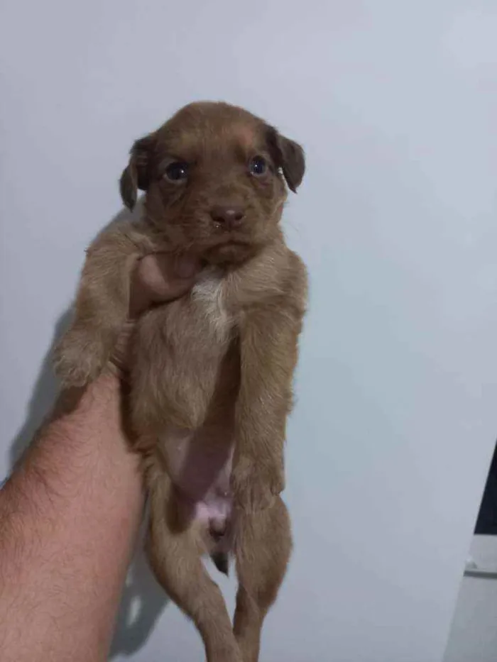 Cachorro ra a Vira lata  idade 2 a 6 meses nome Sem nome