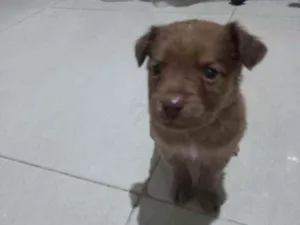Cachorro raça Vira lata  idade 2 a 6 meses nome Sem nome