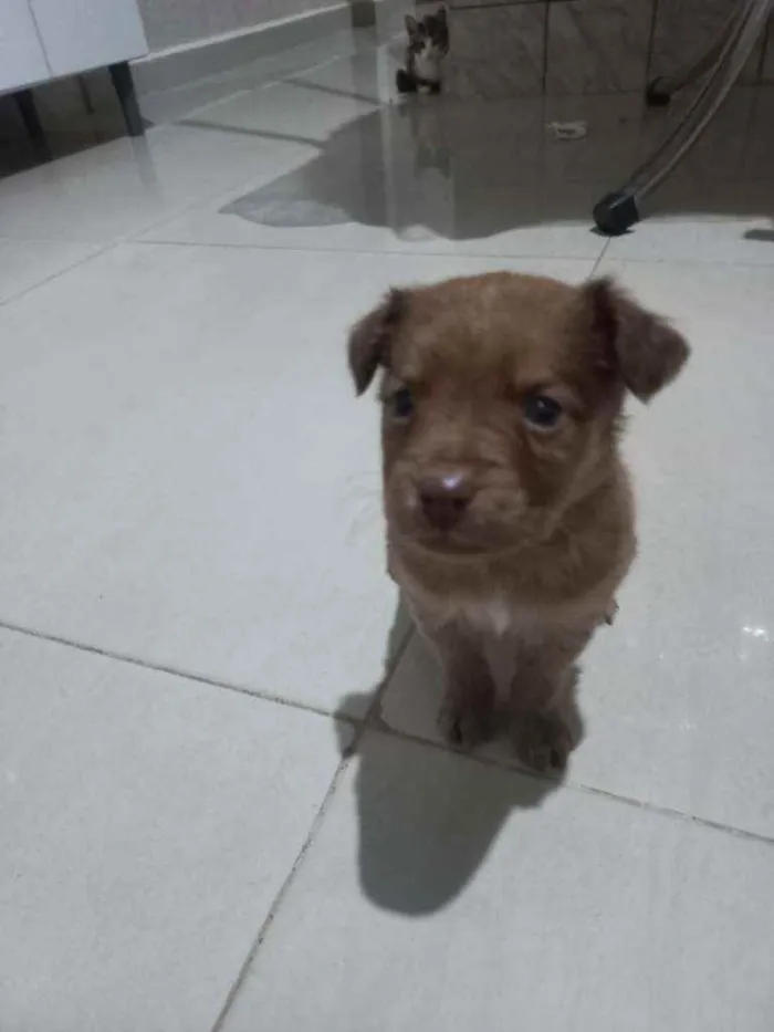 Cachorro ra a Vira lata idade 2 a 6 meses nome Sem nome 