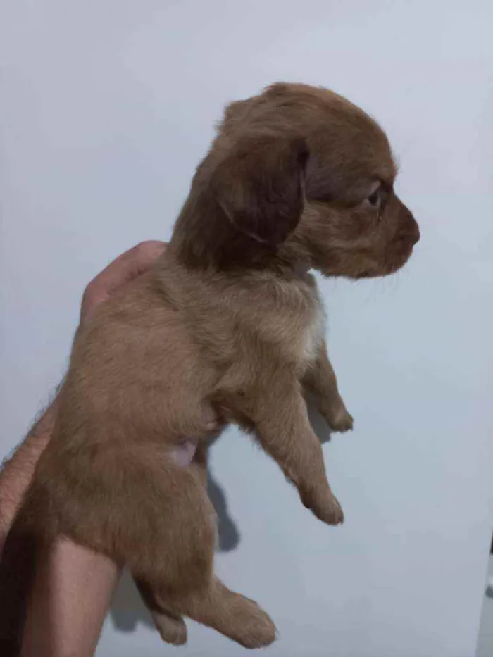 Cachorro ra a Vira lata idade 2 a 6 meses nome Sem nome 