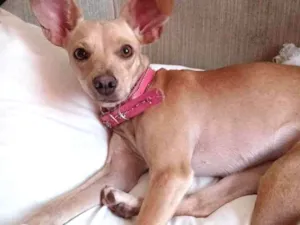 Cachorro raça Sem raça definida idade 2 a 6 meses nome Belinha