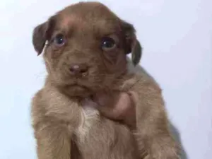 Cachorro raça Vira lata idade 2 a 6 meses nome Sem nome 