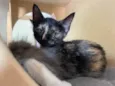 Gato raça Srd idade Abaixo de 2 meses nome Natasha