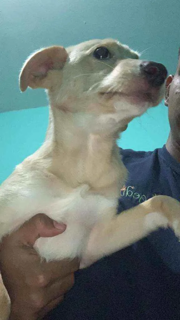 Cachorro ra a Indefinida idade 7 a 11 meses nome Zoe