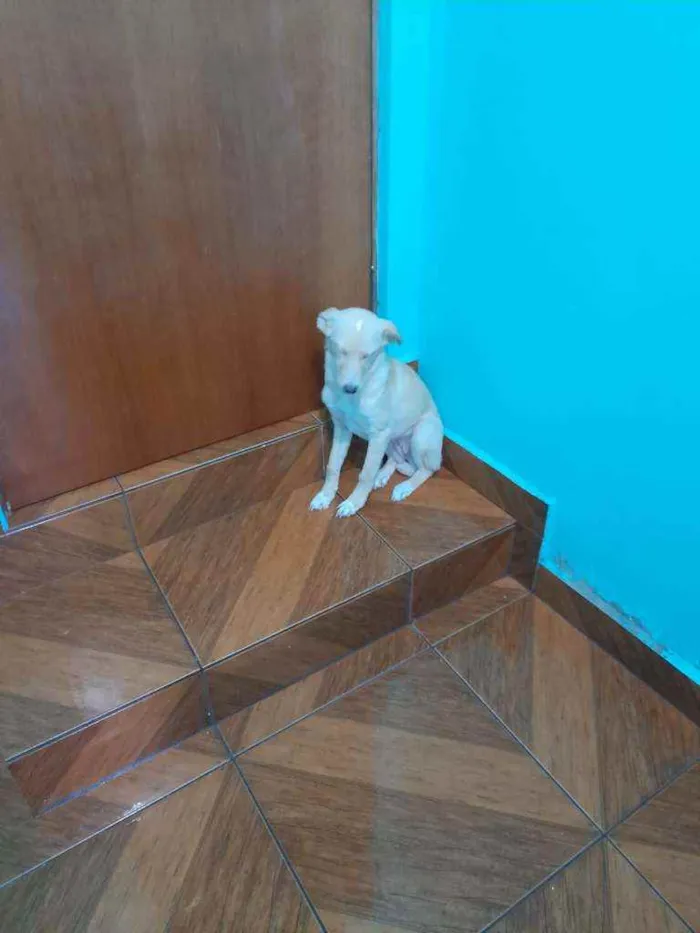 Cachorro ra a Indefinida idade 7 a 11 meses nome Zoe