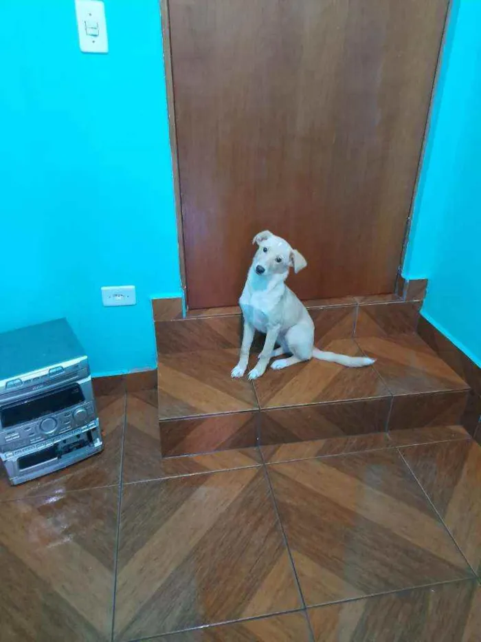 Cachorro ra a Indefinida idade 7 a 11 meses nome Zoe