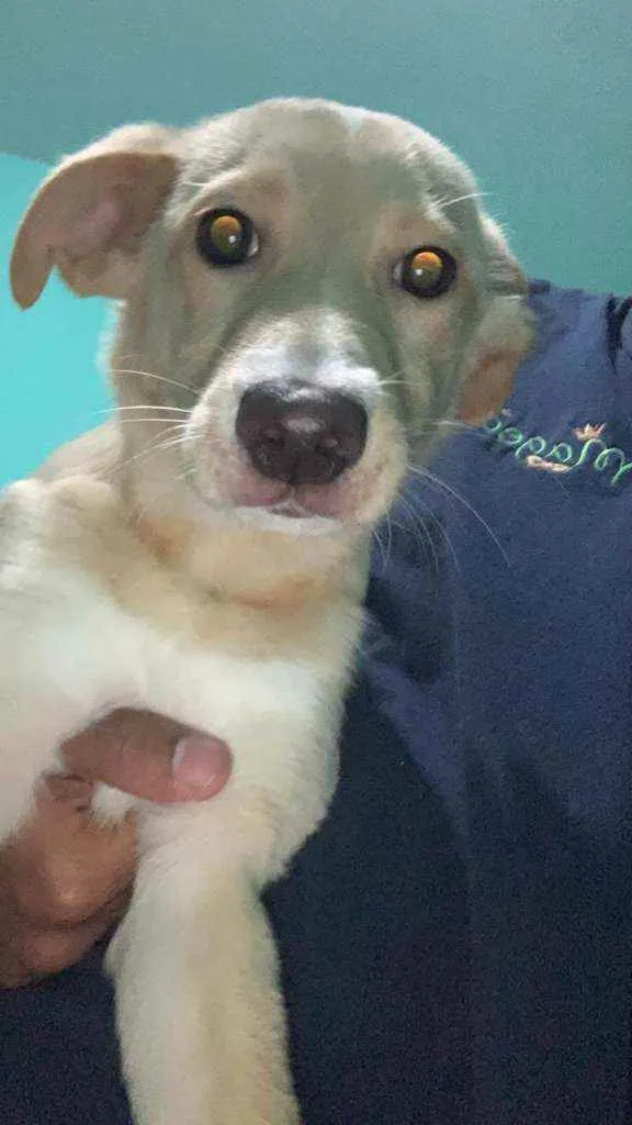 Cachorro ra a Indefinida idade 7 a 11 meses nome Zoe