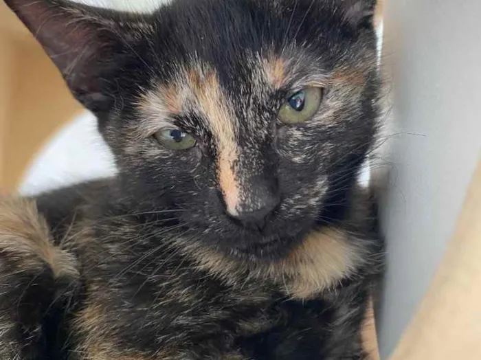 Gato raça Srd idade Abaixo de 2 meses nome Natasha