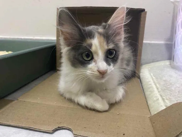 Gato raça Srd idade 2 a 6 meses nome Sem nome