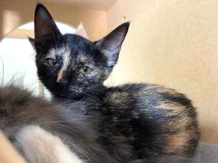 Gato raça Srd idade Abaixo de 2 meses nome Natasha