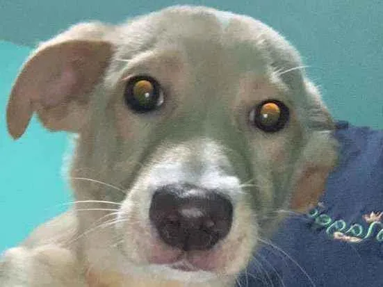 Cachorro ra a Indefinida idade 7 a 11 meses nome Zoe