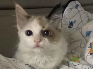 Gato raça Srd idade 2 a 6 meses nome Sem nome