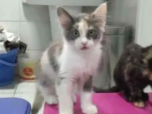 Gato raça Srd idade 2 a 6 meses nome Sem nome