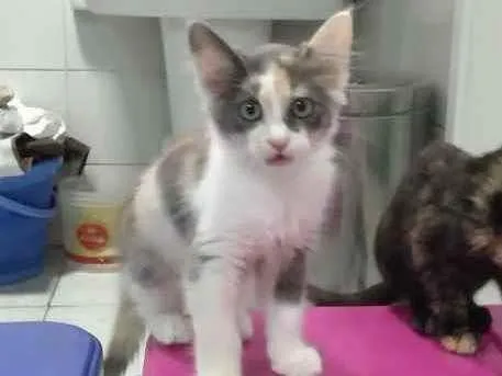 Gato raça Srd idade 2 a 6 meses nome Sem nome