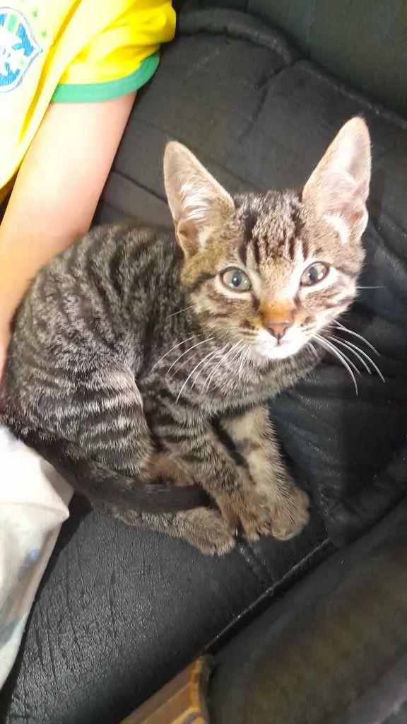 Gato ra a Não tem raça idade 2 a 6 meses nome Bruno