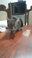 Bruno