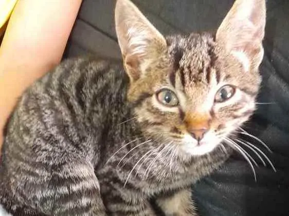 Gato ra a Não tem raça idade 2 a 6 meses nome Bruno