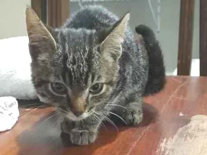 Gato ra a Não tem raça idade 2 a 6 meses nome Bruno
