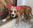 Quinha