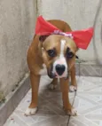 Quinha