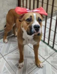 Quinha