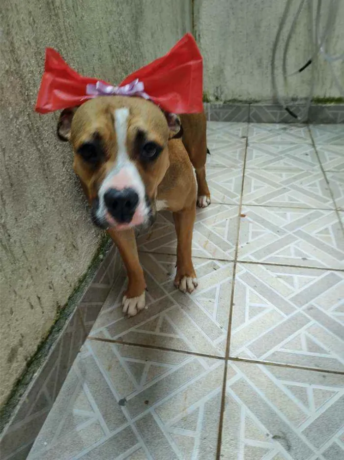 Cachorro ra a american bully idade 7 a 11 meses nome Quinha