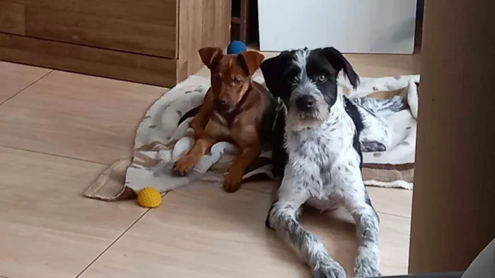 Cachorro ra a RND idade 7 a 11 meses nome Marley
