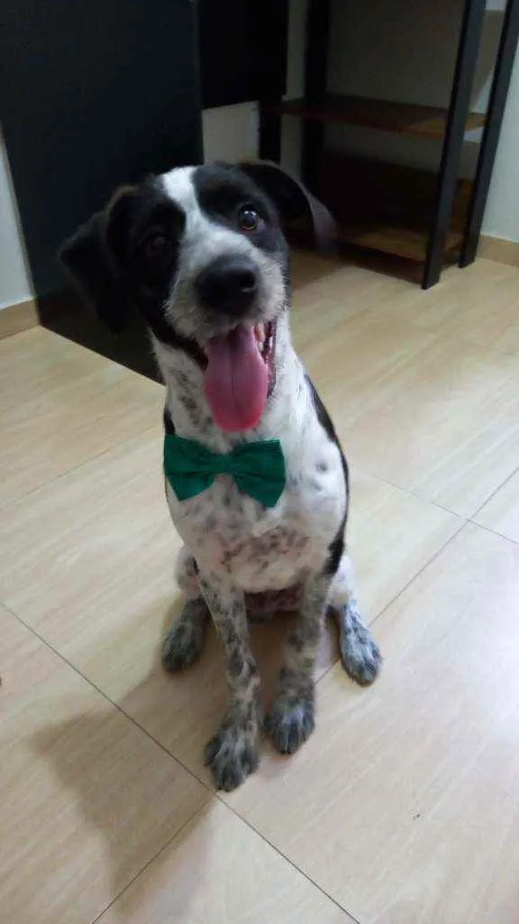 Cachorro ra a RND idade 7 a 11 meses nome Marley