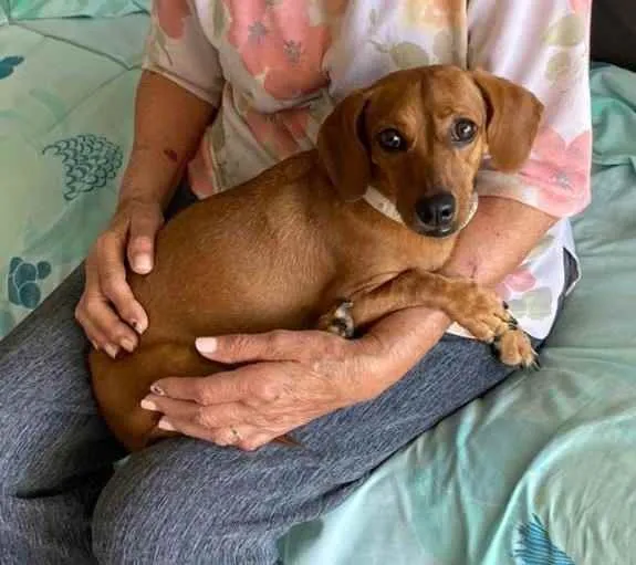 Cachorro ra a Dachshund (salsicha)  idade 3 anos nome Nena