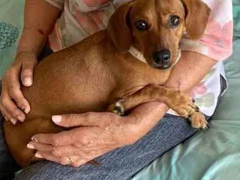 Cachorro ra a Dachshund (salsicha)  idade 3 anos nome Nena