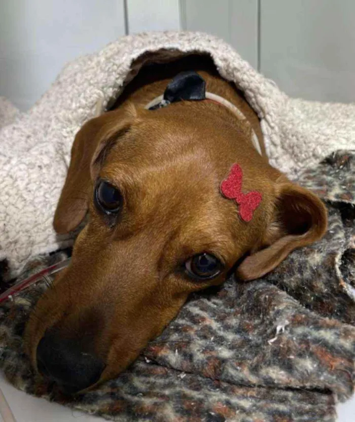 Cachorro ra a Dachshund (salsicha)  idade 3 anos nome Nena