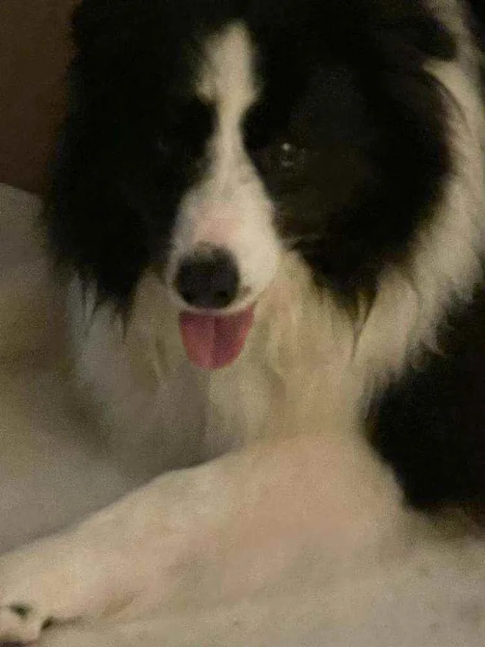 Cachorro ra a Border Collie idade 5 anos nome Clóvis