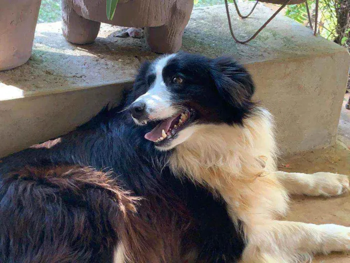 Cachorro ra a Border Collie idade 5 anos nome Clóvis