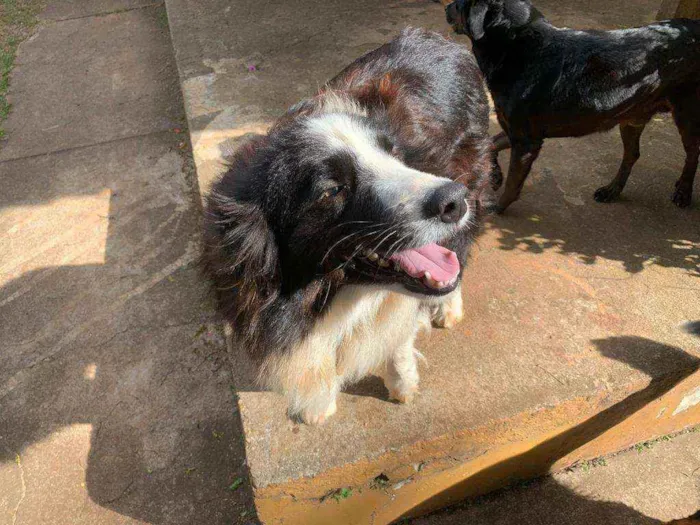 Cachorro ra a Border Collie idade 5 anos nome Clóvis