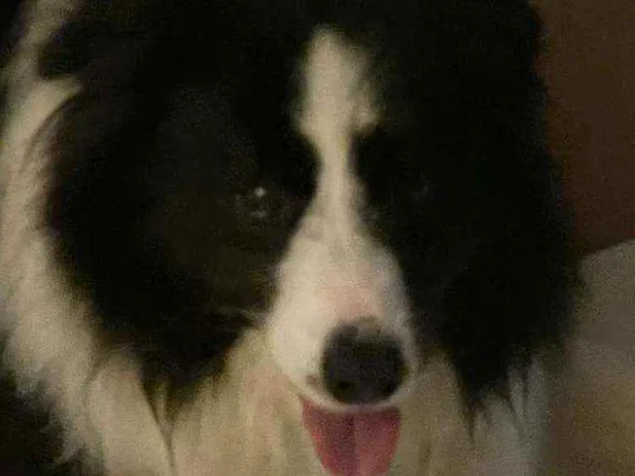 Cachorro ra a Border Collie idade 5 anos nome Clóvis