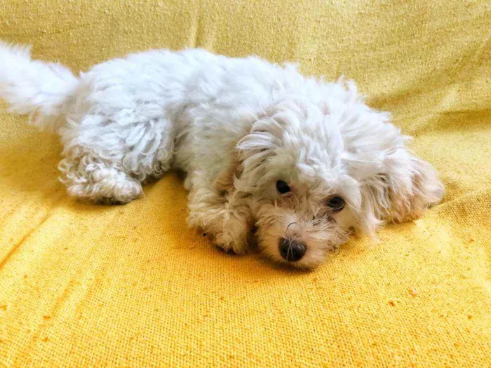 Cachorro raça Poodle idade 2 a 6 meses nome Neve
