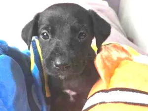 Cachorro raça SRD  idade Abaixo de 2 meses nome Sem Nome