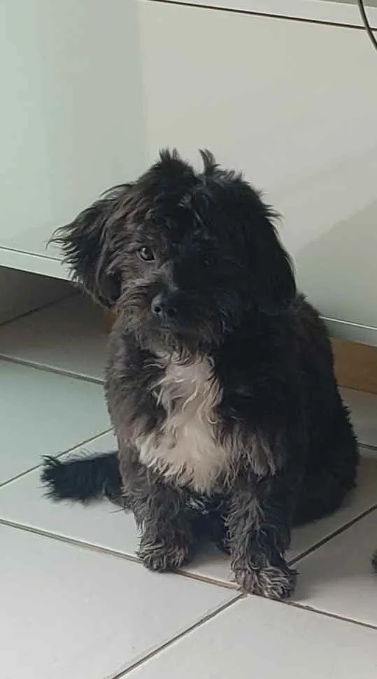 Cachorro ra a SRD idade 7 a 11 meses nome Estrela e Antenor 