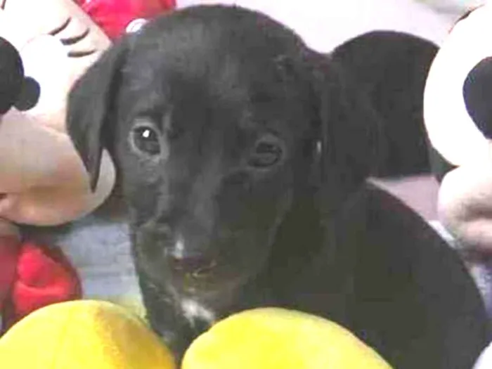 Cachorro raça SRD  idade Abaixo de 2 meses nome Sem Nome