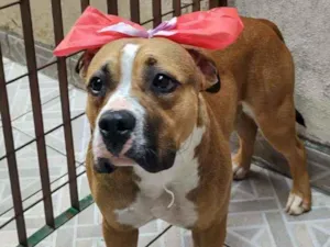 Cachorro raça american bully idade 7 a 11 meses nome Quinha