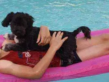 Cachorro ra a SRD idade 7 a 11 meses nome Estrela e Antenor 