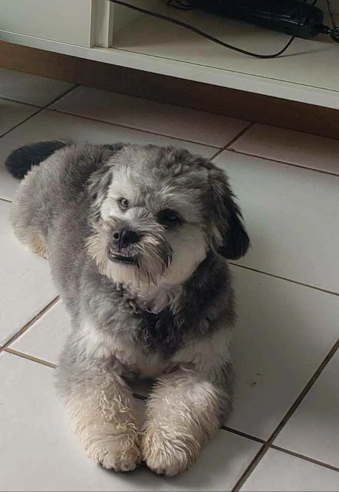 Cachorro ra a SRD idade 7 a 11 meses nome Estrela e Antenor 