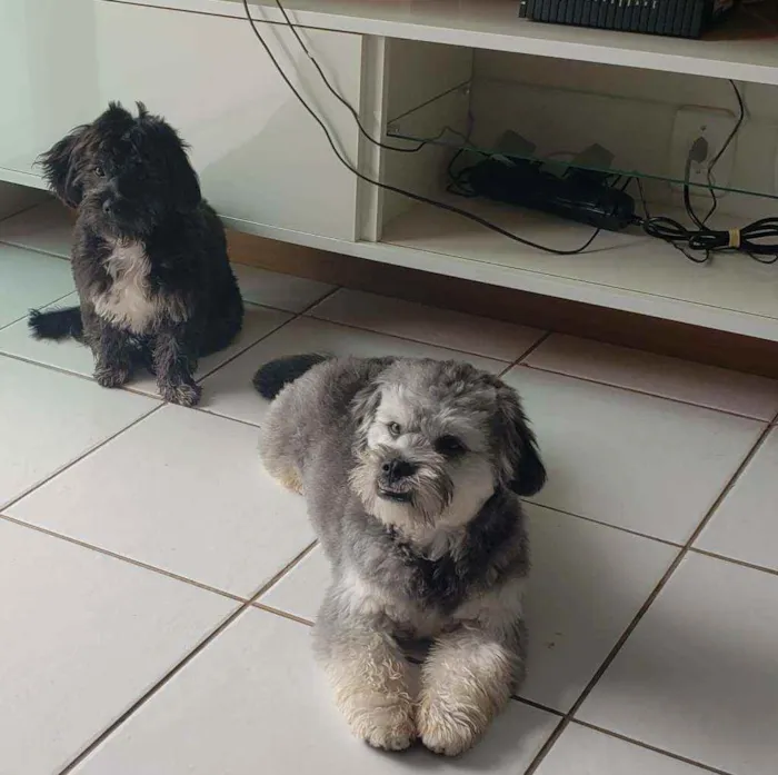 Cachorro ra a SRD idade 7 a 11 meses nome Estrela e Antenor 