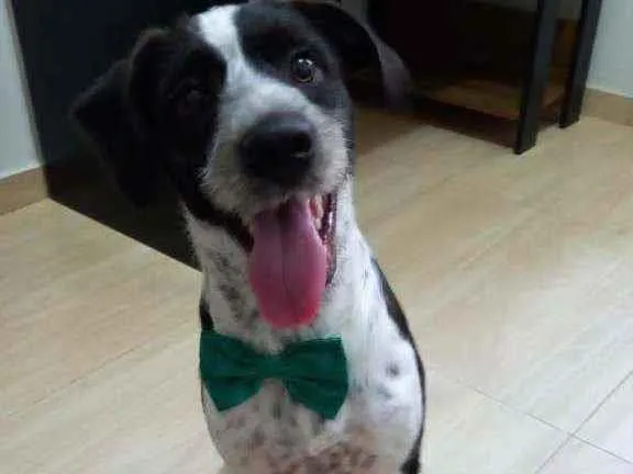 Cachorro ra a RND idade 7 a 11 meses nome Marley
