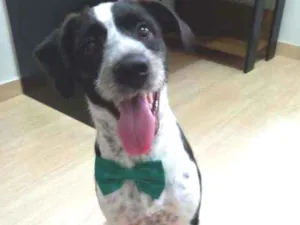 Cachorro raça RND idade 7 a 11 meses nome Marley