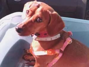 Cachorro raça Dachshund (salsicha)  idade 3 anos nome Nena