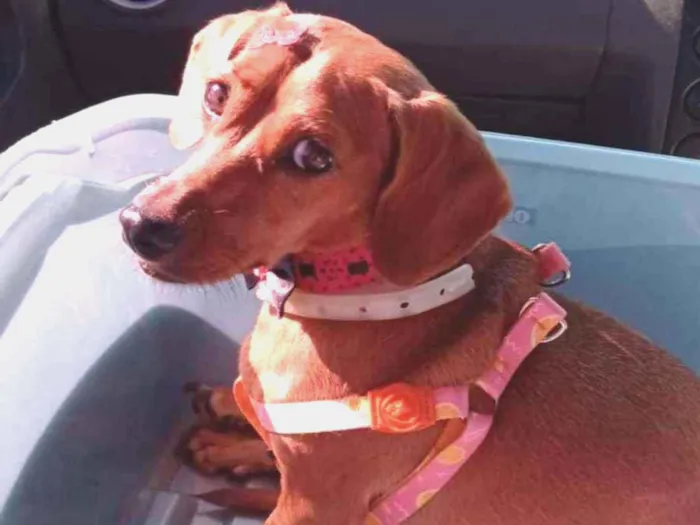 Cachorro ra a Dachshund (salsicha)  idade 3 anos nome Nena