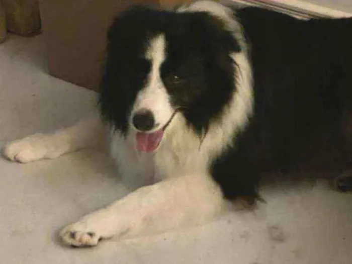 Cachorro ra a Border Collie idade 5 anos nome Clóvis