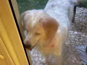 Cachorro raça Vira lata idade 5 anos nome Valéria